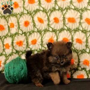 Kip, Pomeranian Puppy